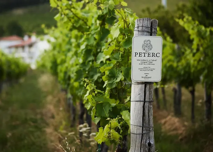 Nočitev z zajtrkom Peterc Vineyard Estate